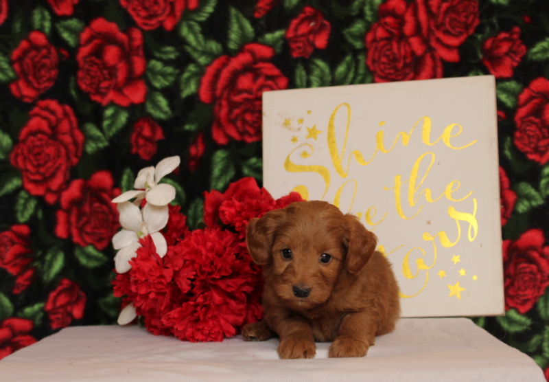 puppy, for, sale, Mini Goldendoodle F2, Matthew B. Stoltzfus, dog, breeder, Gap, PA, dog-breeder, puppy-for-sale, forsale, nearby, find, puppyfind, locator, puppylocator, aca